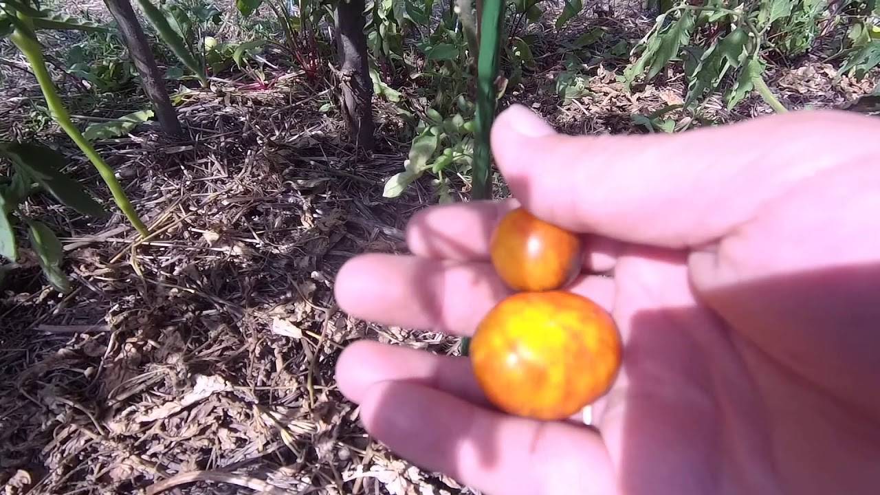 Характеристика и описание сорта томата Синяя гроздь