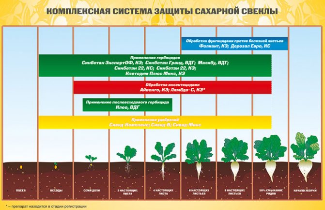 Обзор и описание популярных гербицидов для обработки пшеницы от сорняков