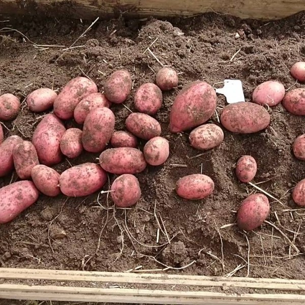 Картофель «жуковский ранний»: описание сорта, фото и отзывы