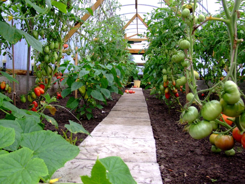 Уход за помидорами в теплице от посадки до урожая, подкормка, пасынкование, прищипывание фото