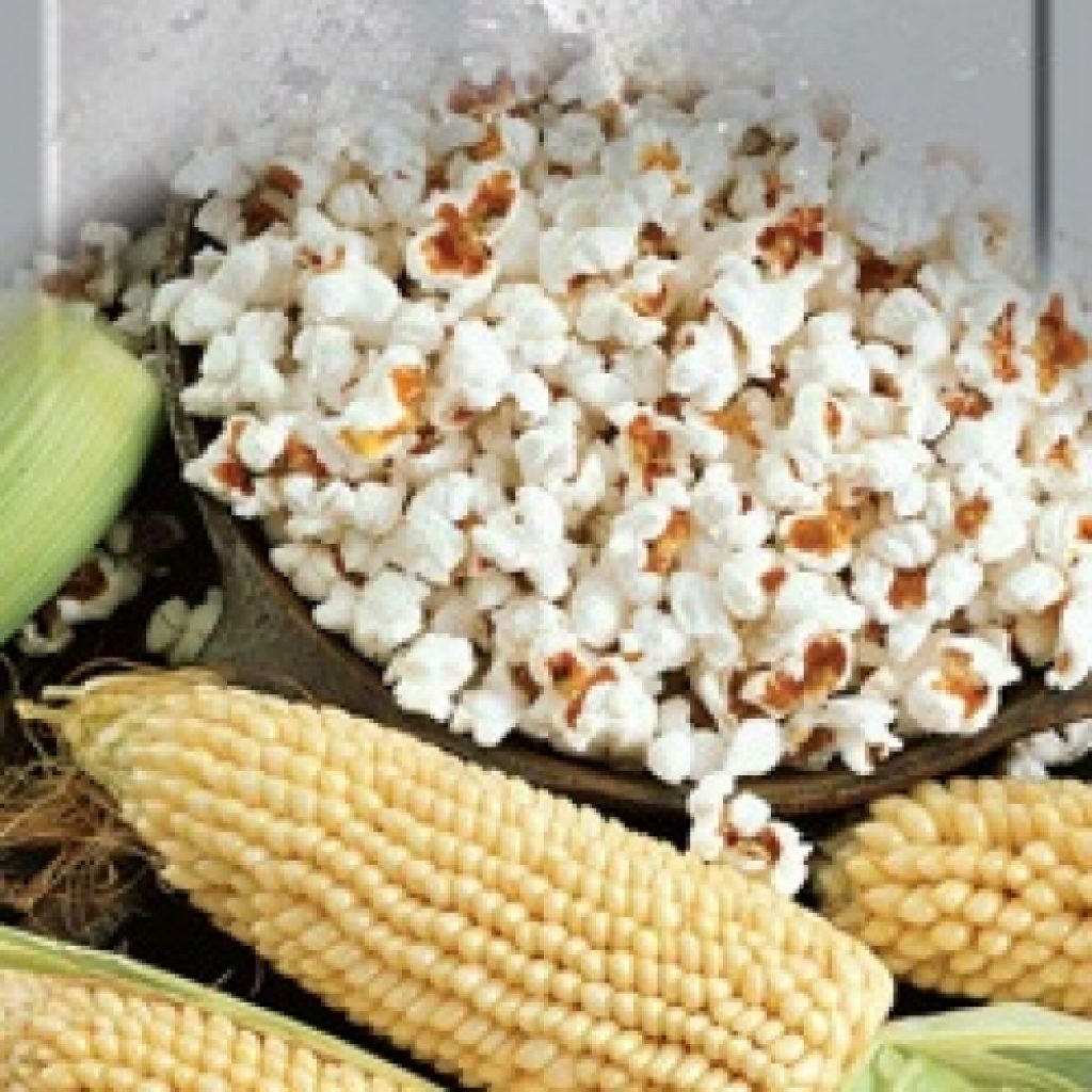 Как растет кукуруза — технология выращивания и правила ухода