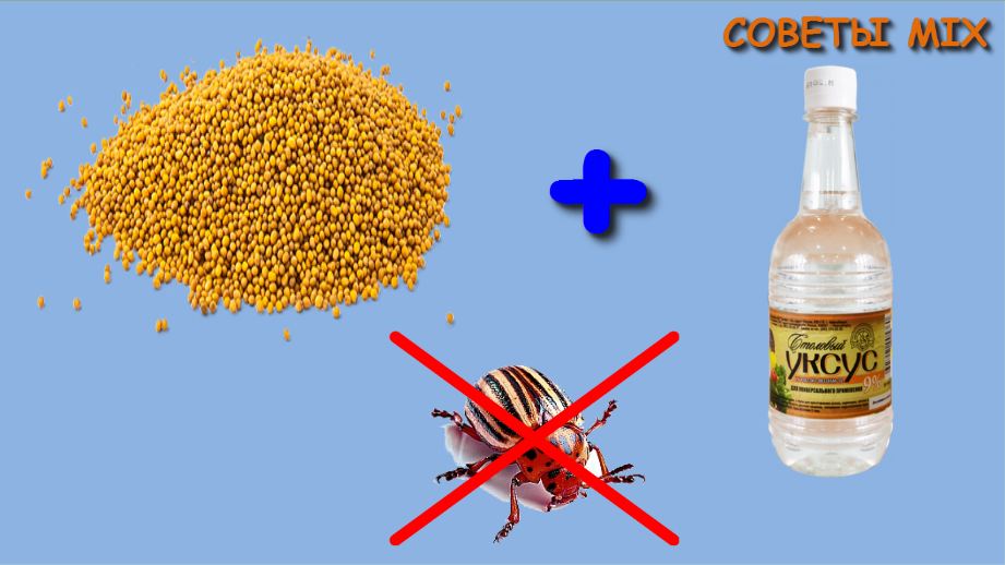 Борьба с колорадским жуком народными средствами горчицей и уксусом: пропорции