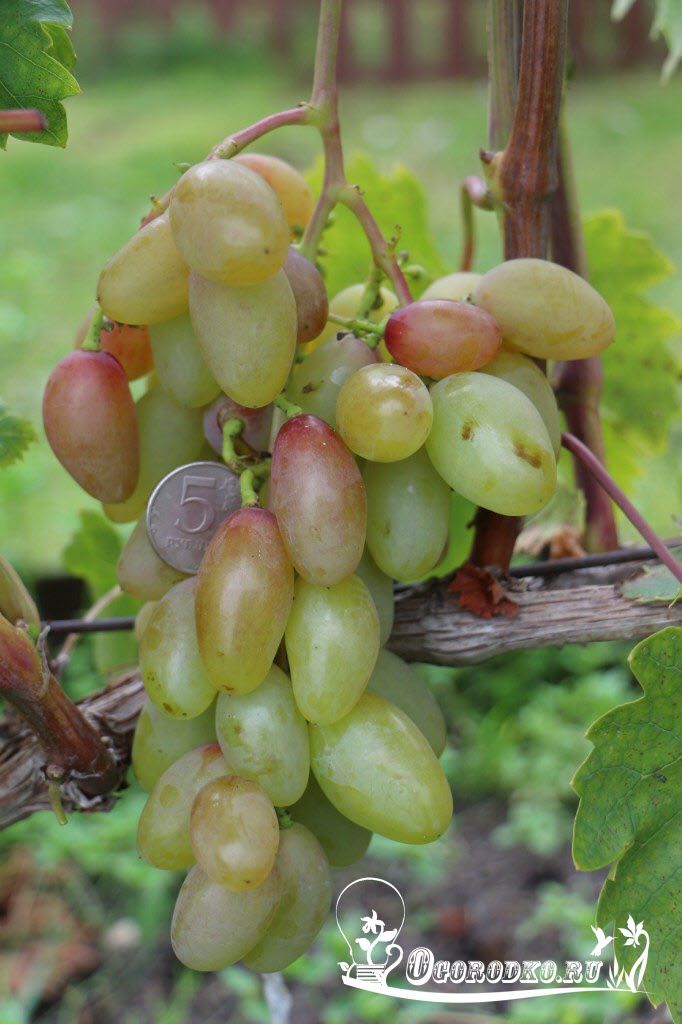 Виноград тимур: описание сорта, характеристики + фото и видео