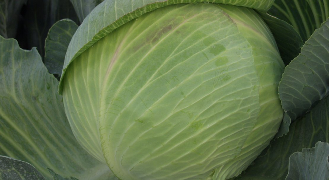 Среднепоздняя капуста бартон f1 – высокий урожай и неприхотливость в одной разновидности