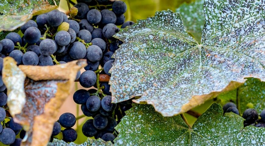 Милдью на винограде: средства и препараты для эффективного лечения (125 фото + видео)
