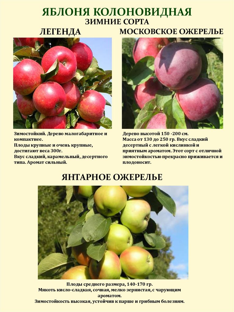 Сорт яблони чемпион: описание, фото