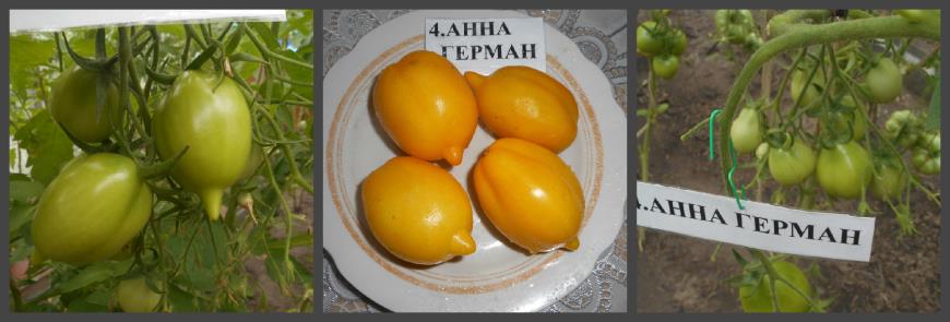 Семена томат f1 звезда востока: описание сорта, фото. купить с доставкой или почтой россии.