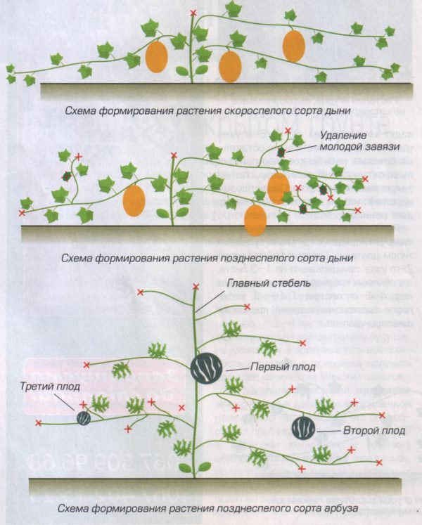 Как посадить арбузы семенами в открытый грунт или теплицу: сроки посева и правила ухода
