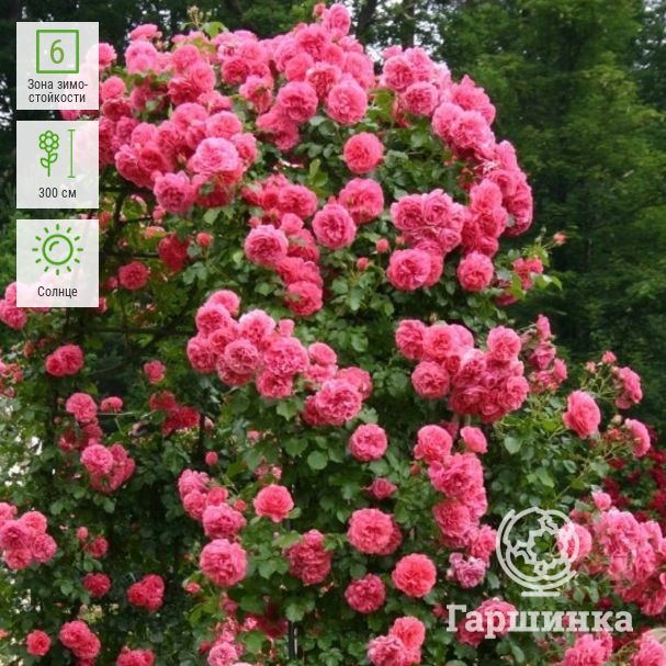 Роза розариум ютерсен – фото и описание, отзывы