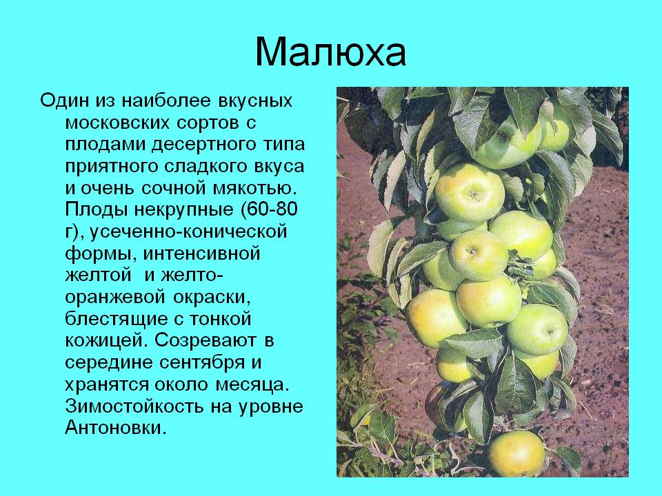 Яблоня колоновидная малюха, выращивании в московской области
