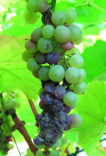 Обработка винограда весной от болезней и вредителей: схема, сроки