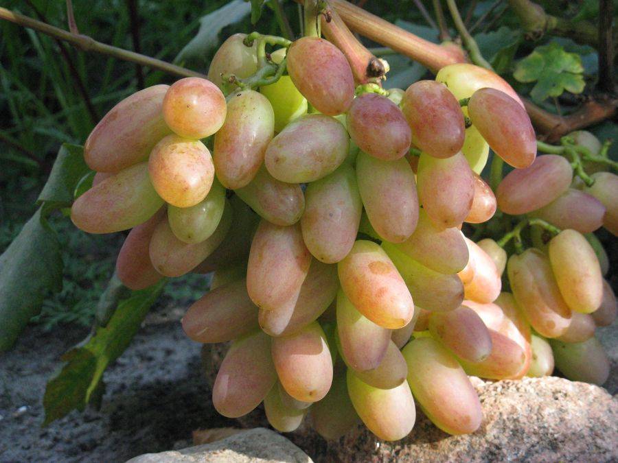 Выращивание винограда юбилей новочеркасска: описание сорта, фото, отзывы садоводов, видео
