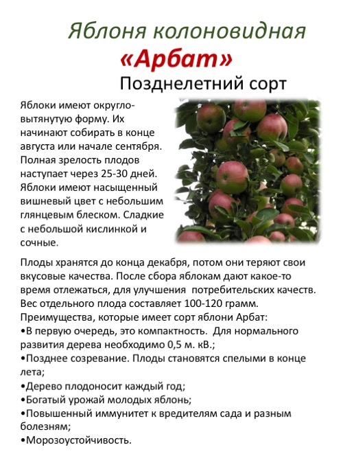 Характеристики яблок аркадик — медоносы, описание, советы, отзывы, фото и видео