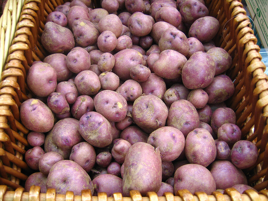 Картофель беллароза: описание сорта, фото, отзывы