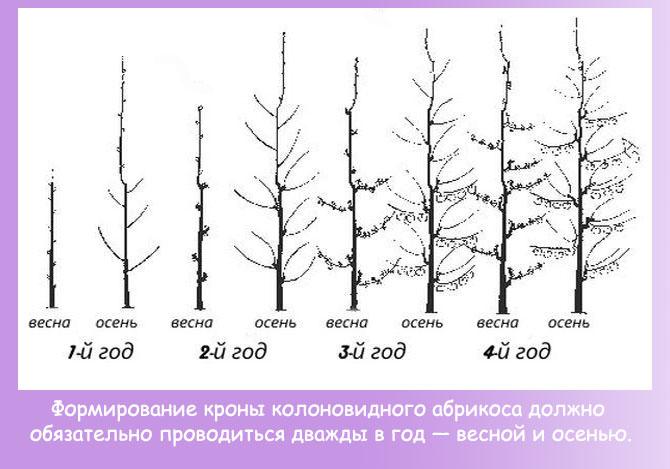 Обрезка персика весной или осенью для новичков: сроки, технология, схема