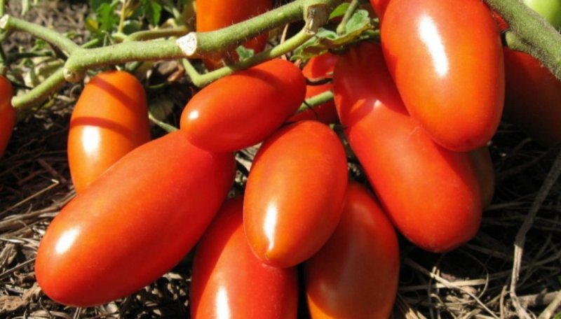 Обзор высокорослых сортов помидоров для теплиц и грядок