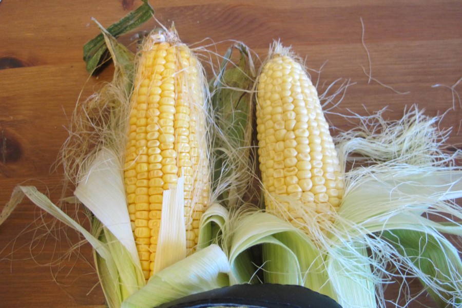 Как отличить кормовую кукурузу от пищевой и сферы применения обоих видов - шумерля
