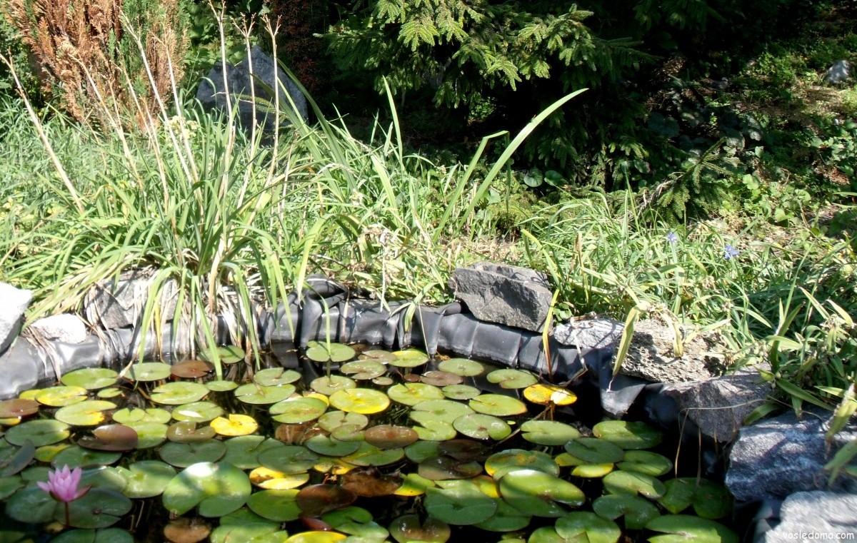 Как оформить декоративный водоём: выбираем растения для пруда