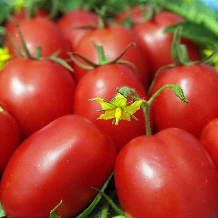 Обзор лучших сортов помидоров для витебской области - всё про сады