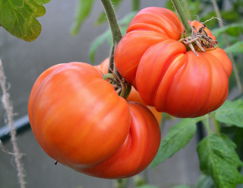 Особенности выращивания крупноплодных томатов (помидоров)