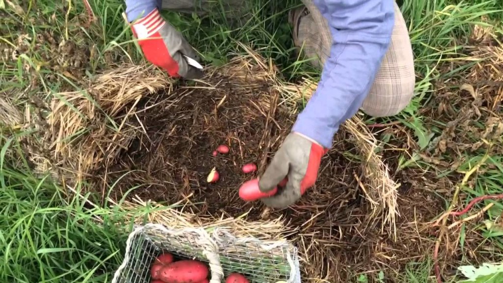 Выращивание картофеля под соломой, под сеном: как сажать