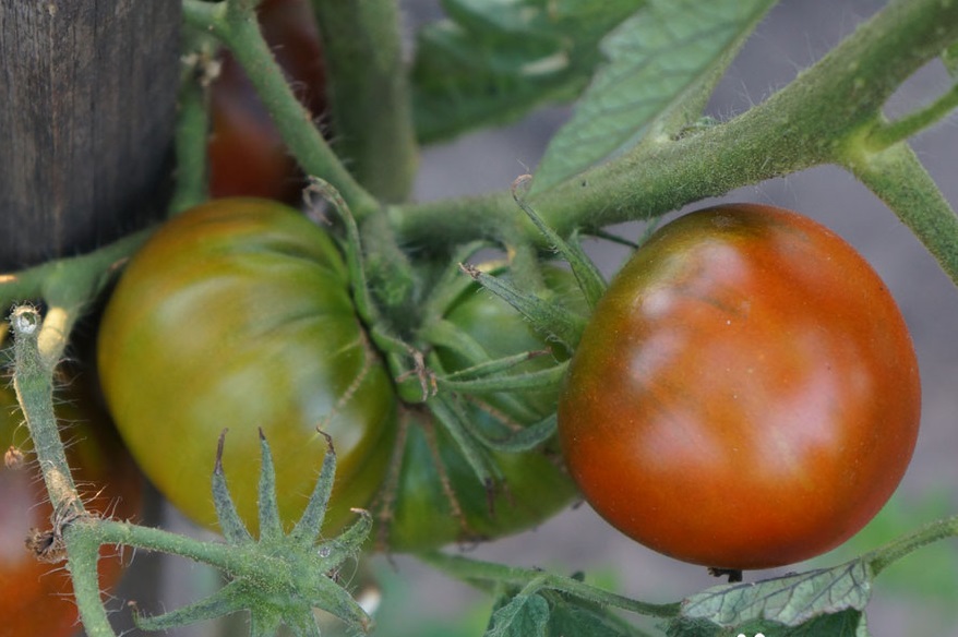 Описание сорта томата Циндао и советы по выращиванию на приусадебном участке