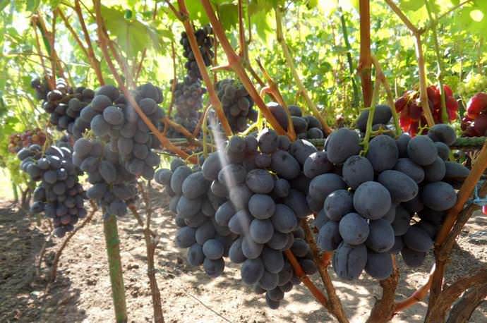 Виноград красотка – изысканный сорт