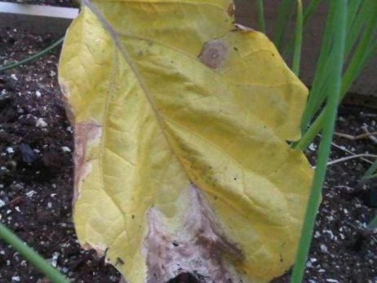 Листья капусты скручиваются, меняют цвет или сохнут: причины и эффективное лечение