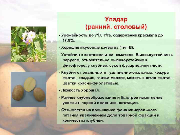 Картофель уладар: описание сорта, характеристика, выращивание и уход, отзывы и фото