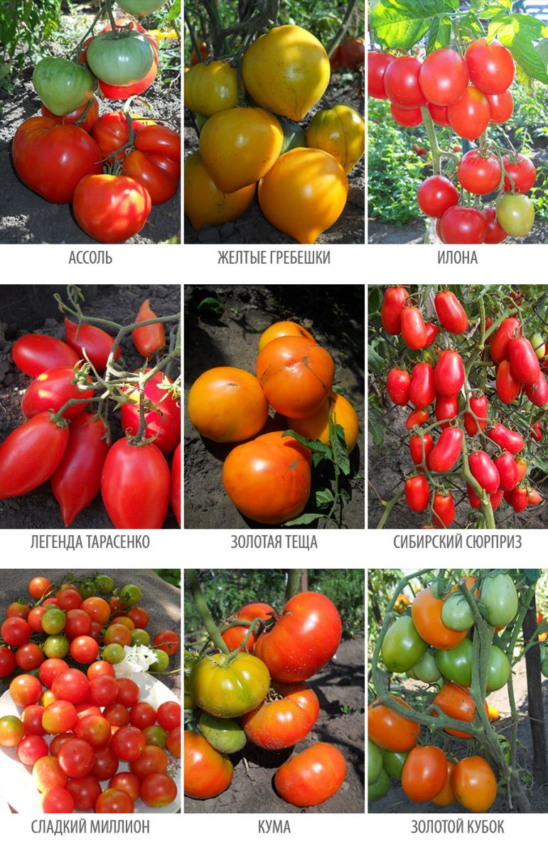 Томат хохлома: описание сорта, характеристика, отзывы об урожайности, фото - все о помидорках