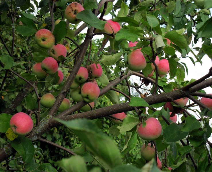 Яблоня богатырь: фото и описание сорта, отзывы