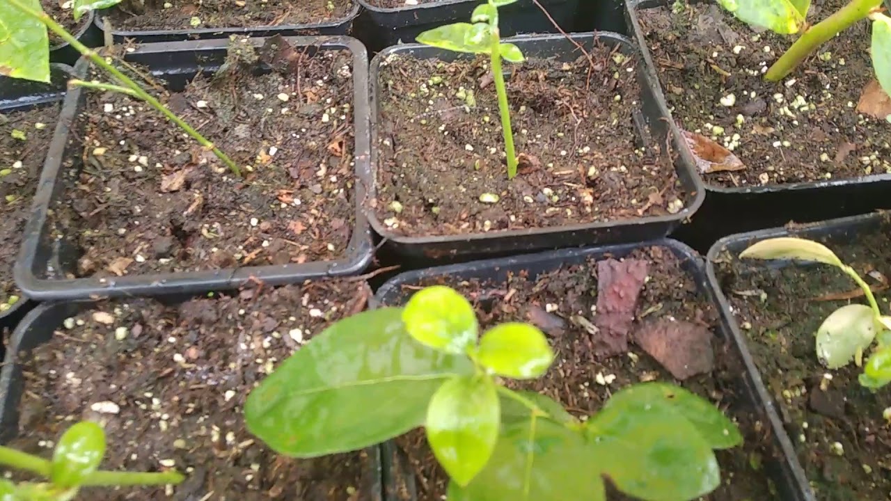 Выращивание голубики садовой из семян, посадка в грунт, размножение и правильный уход (фото и видео)