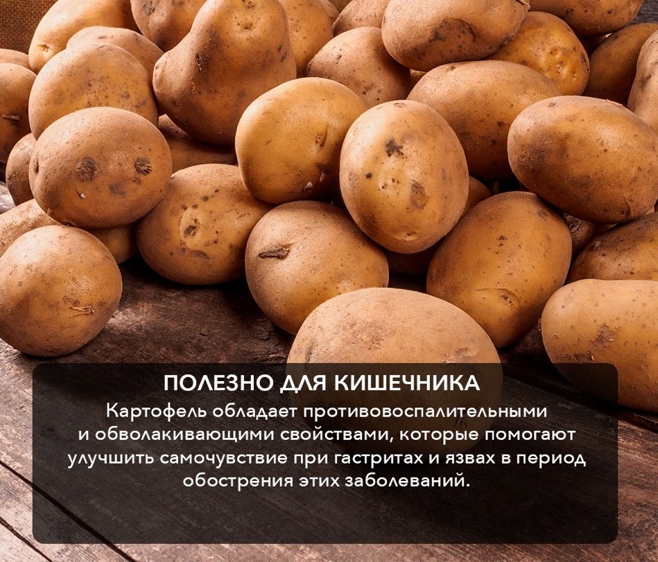 Картофель — польза и вред для здоровья человека