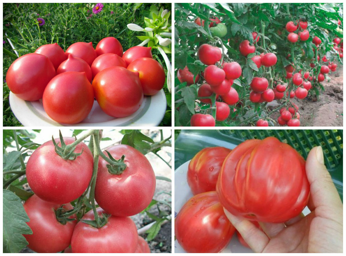 Описание сорта томата михей, его характеристика и урожайность - всё про сады