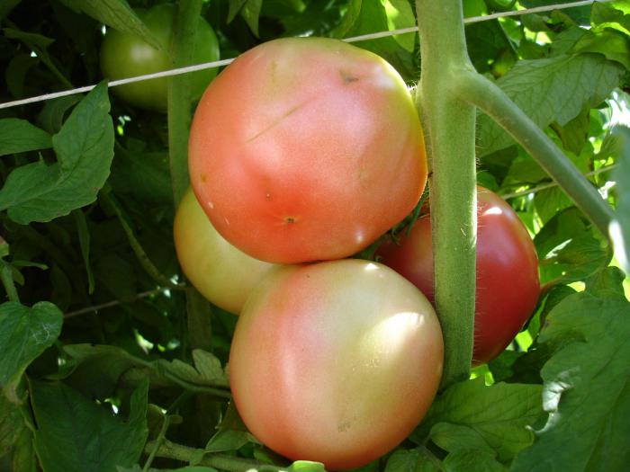Выращивание томата видимо-невидимо