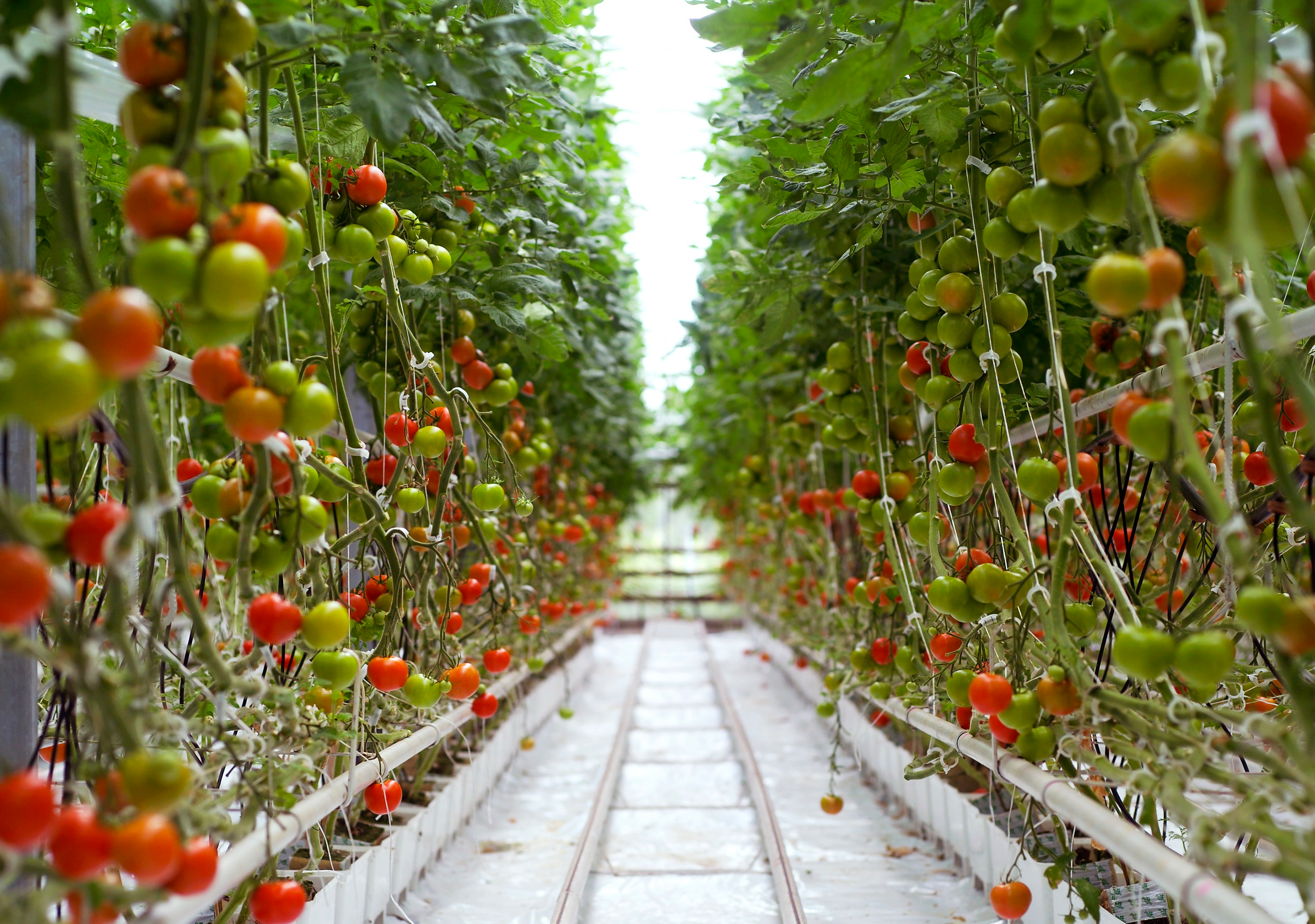 Выращивание томатов по китайской технологии: в чем суть, особенности и преимущества метода - огород, сад, балкон - медиаплатформа миртесен