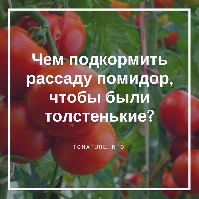 Подкормка рассады томатов народными средствами: какие удобрения необходимы, чтоб помидоры были толстенькие, а также рекомендации по выращиванию взрослых кустов русский фермер
