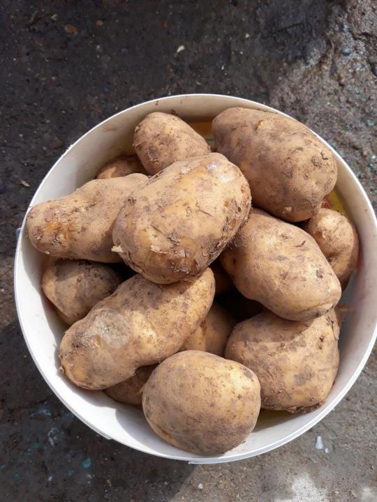 Характеристика сорта картофеля уладар