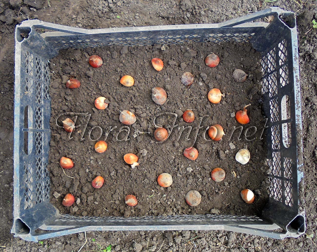Луковицы тюльпанов: особенности посадки и хранения