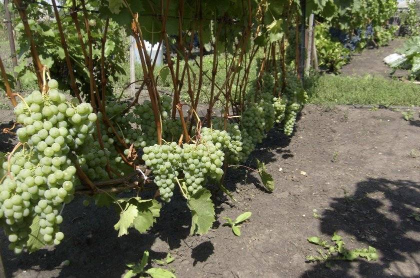 Сорт винограда ркацители — описание сорта, полезные свойства, вред