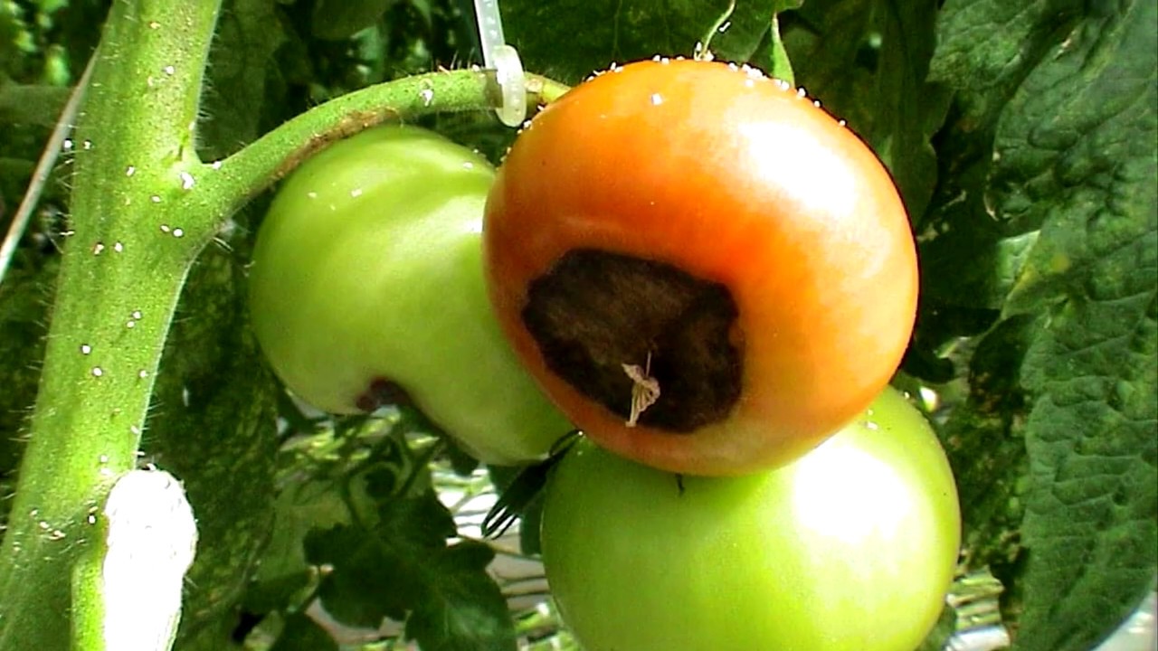 Почему чернеют помидоры — 130 фото самых простых и эффективных методов лечения томатов