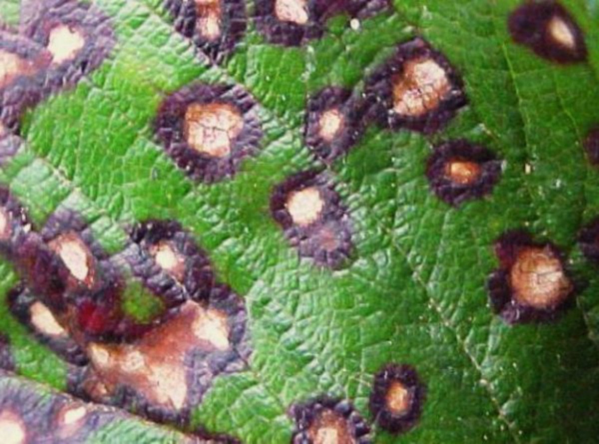 Болезни красной смородины: фото и их лечение, методы борьбы с вредителями