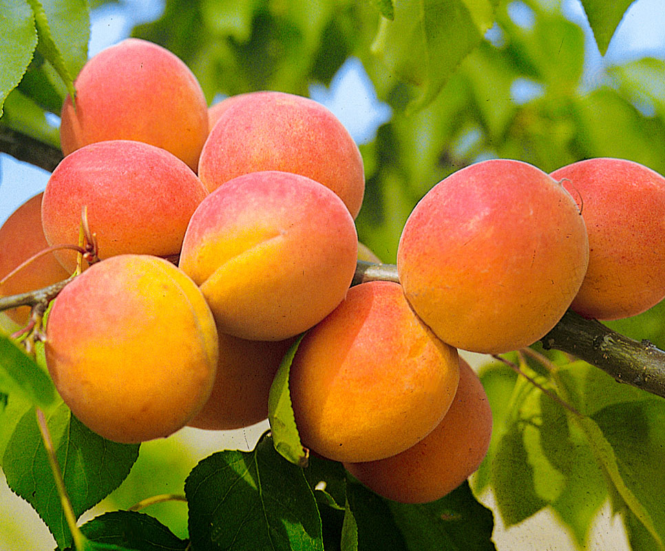 Сорт абрикоса краснощекий — описание, посадка и уход