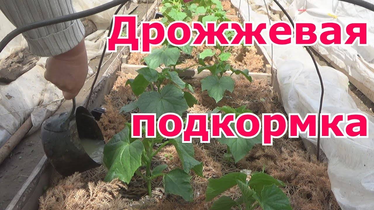 Подкормка помидоров дрожжами в открытом грунте и теплице