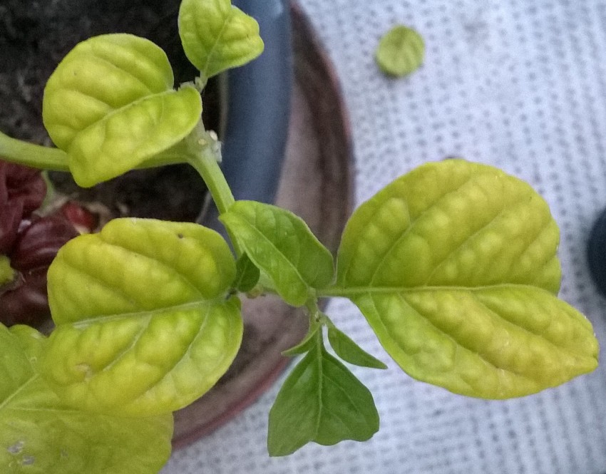 Белеют листья у перца после высадки в теплицу или открытый грунт: причины, как лечить, профилактика