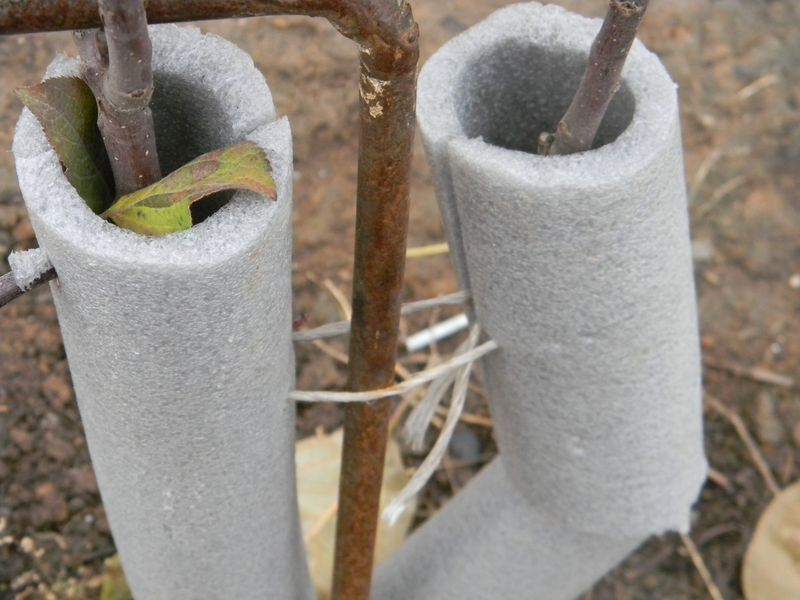 Раскрываем деревья после зимы: сроки и важные правила