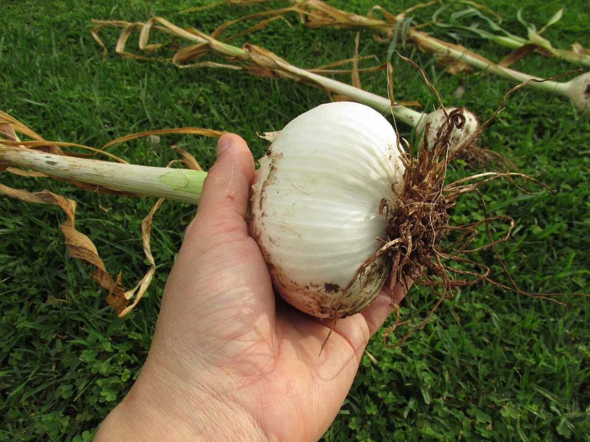 Белый лук – сорта, выращивание, посадка и уход | сайт о саде, даче и комнатных растениях.