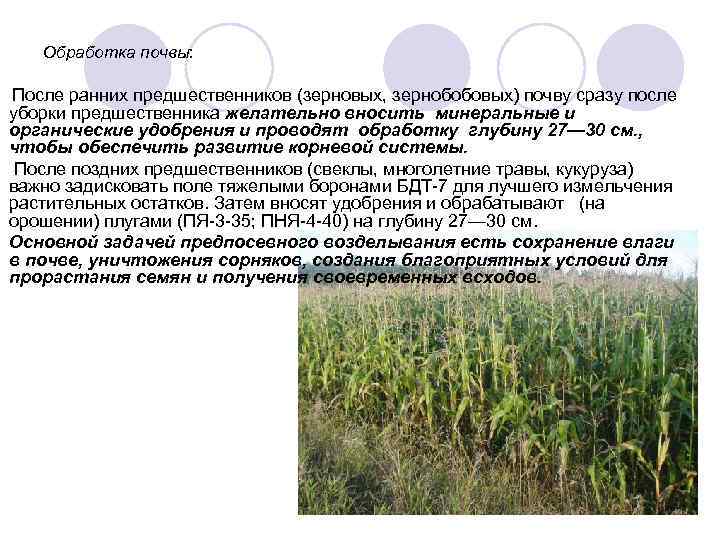 Посев кукурузы: сроки и требования