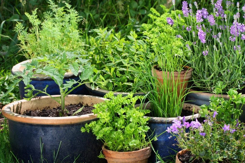 Пряные травы в вашем саду: идеи оформления, посадка и уход