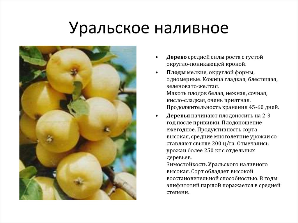 Описание сорта яблони Уральское наливное, посадка и уход